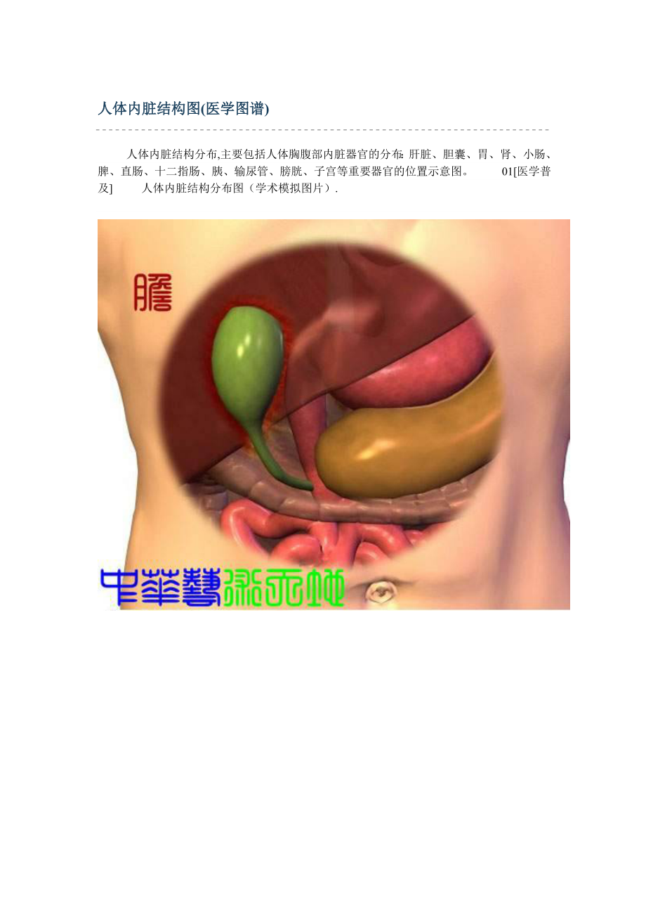 ut人体内脏结构图.doc_第1页