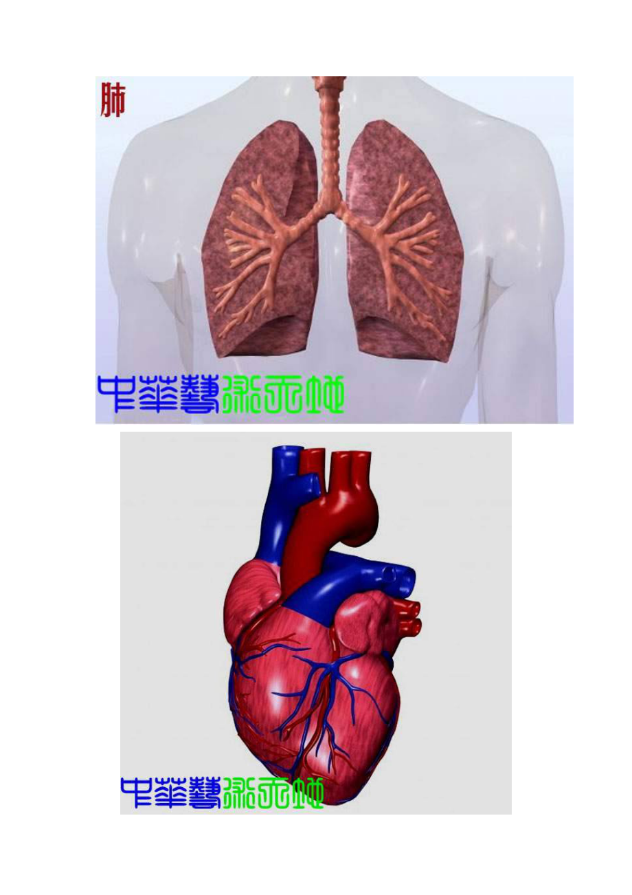 ut人体内脏结构图.doc_第3页