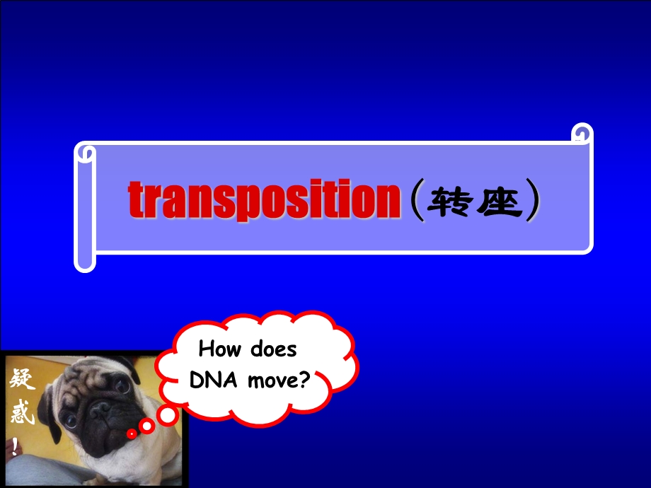 遗传学转座.ppt_第1页