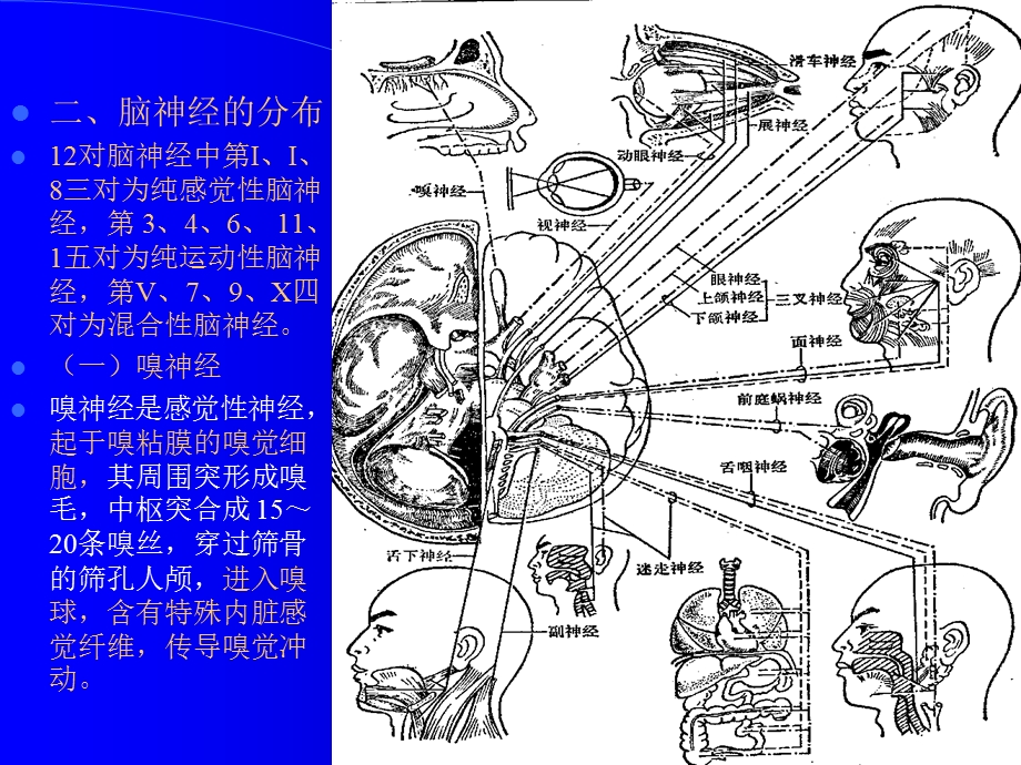 组织学与解剖学神经系统3.ppt_第2页