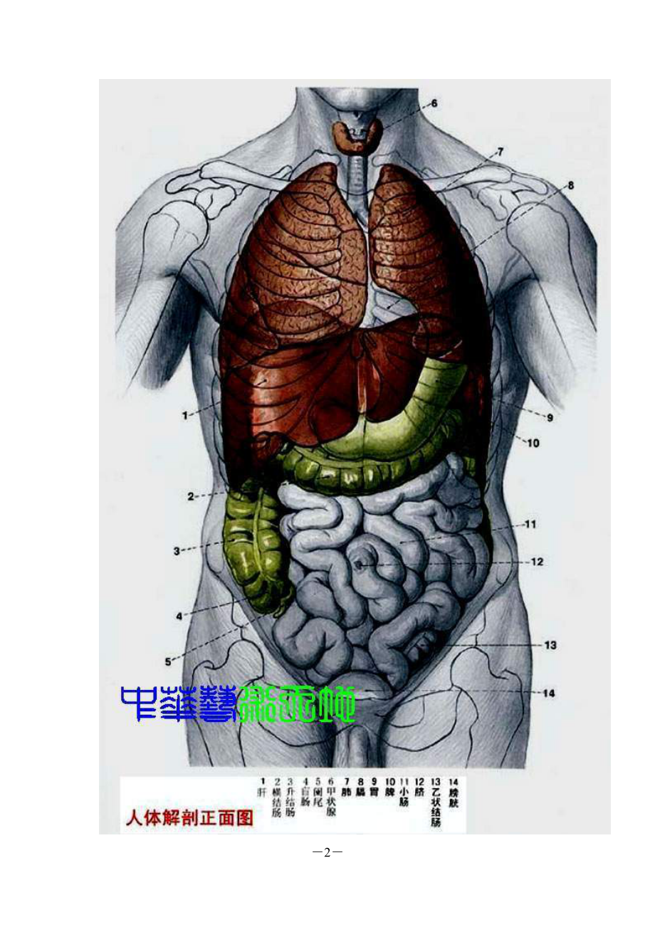 rq人体内脏结构图经典收藏.doc_第2页