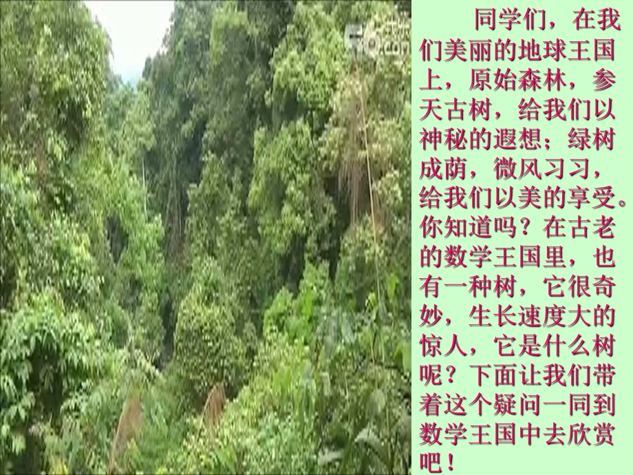 美丽的勾股树PPT.ppt_第2页