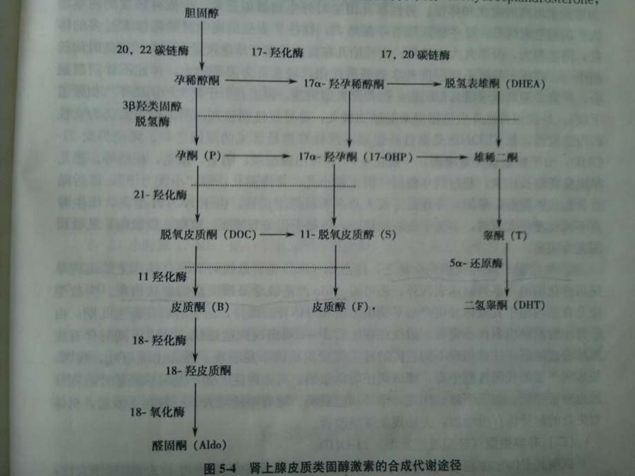 生儿疾病筛查皮质肾上腺.ppt_第3页