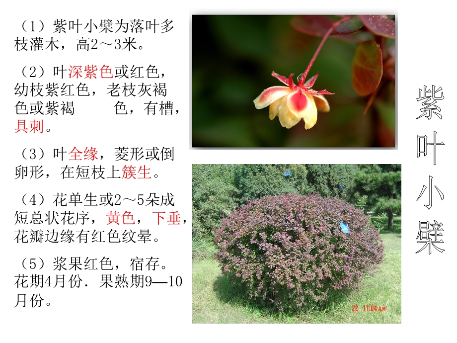 009年4月8日景山定向越野植物见解整版.ppt_第3页