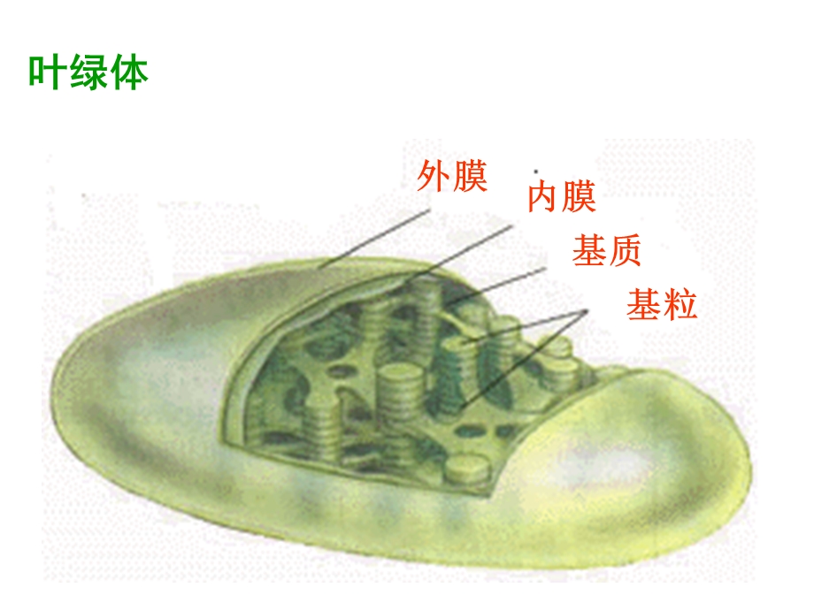 三节光合作用一捕获光能的色素和结构.ppt_第2页