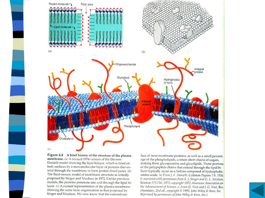细胞膜及物质运输.ppt_第2页
