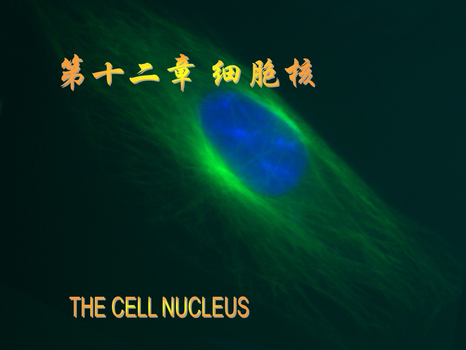 细胞生物学教程第十二章+细胞核.ppt_第1页