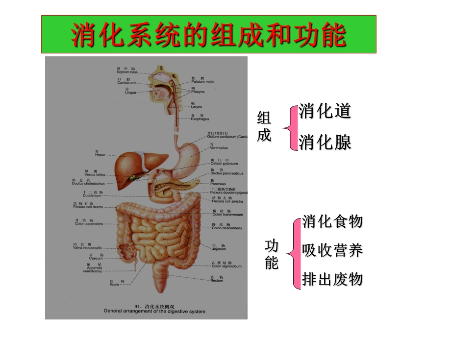 病理第8版课件消化系统疾病.ppt_第2页