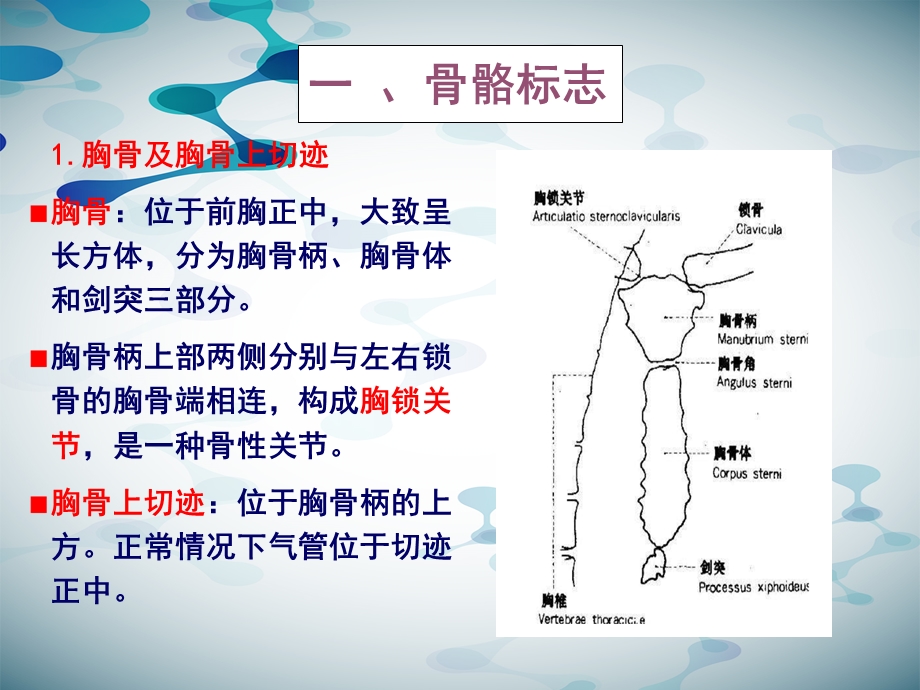 胸部检查第一节胸部的体表标志与常用标记线.ppt_第3页