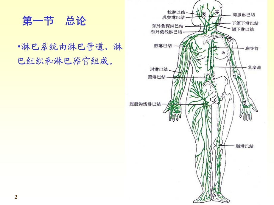 11淋巴06.ppt_第2页