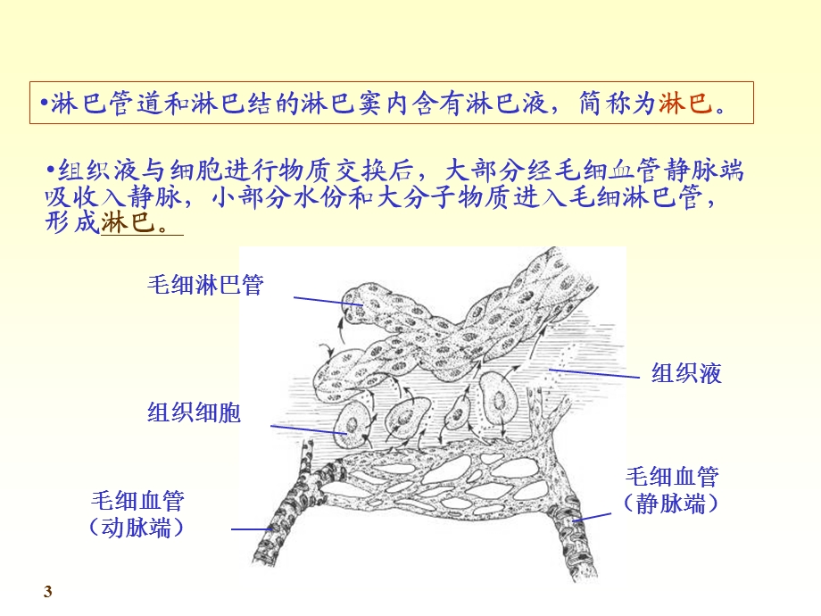 11淋巴06.ppt_第3页