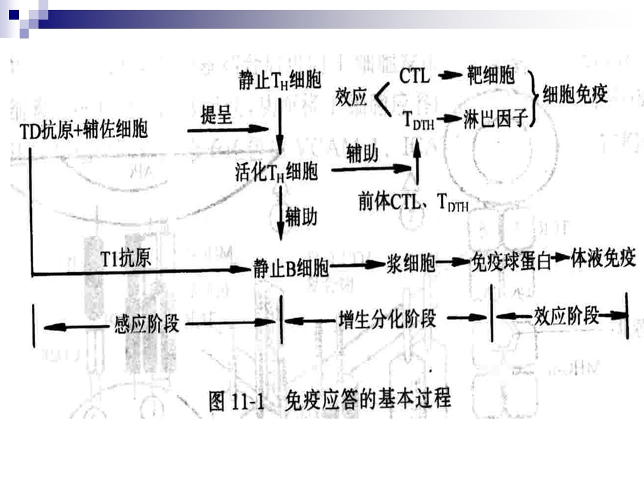 抗体的产生过程.ppt_第3页