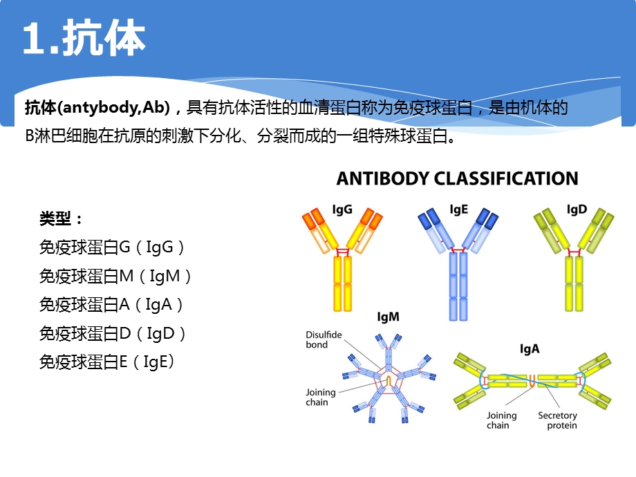 抗体类型与特点-基础知识.ppt_第2页