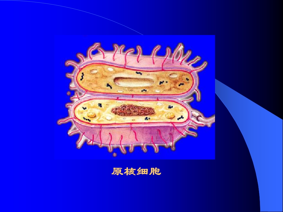 原核微生物的形态和构造.ppt_第2页