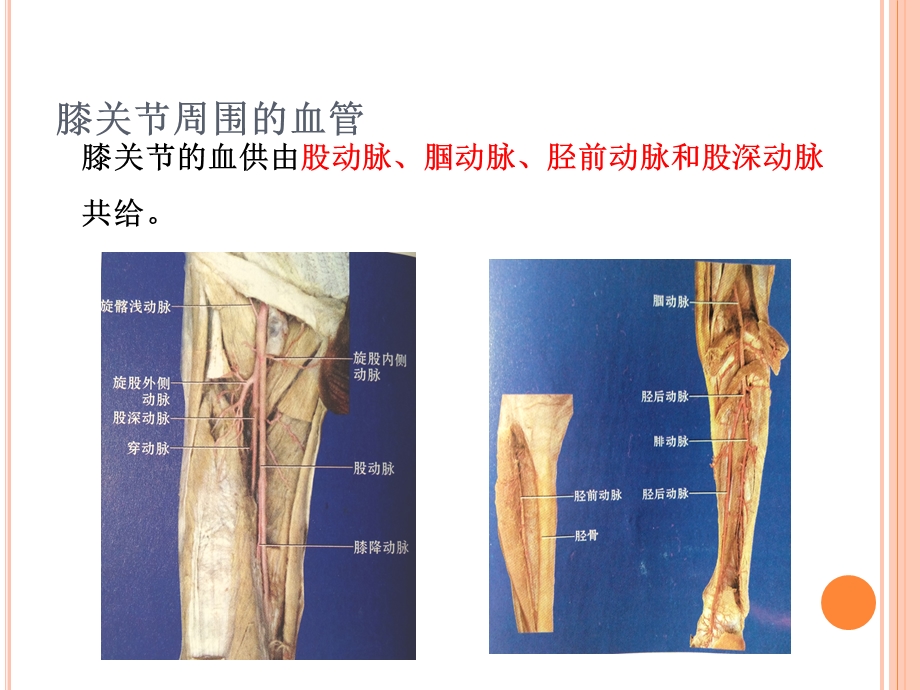膝关节周围的血管与神经.ppt_第2页