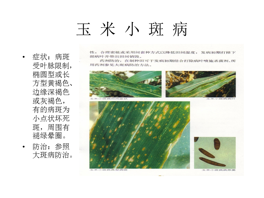 玉米病害防治方法及图片.ppt_第2页