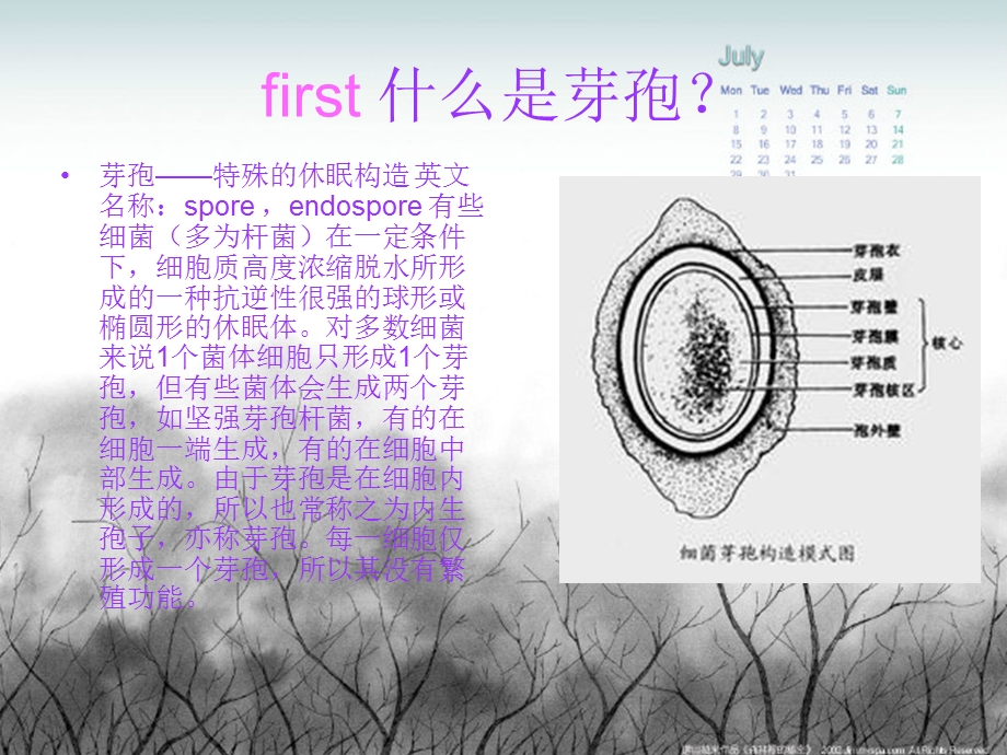 细菌芽孢的形成及功能.ppt_第2页