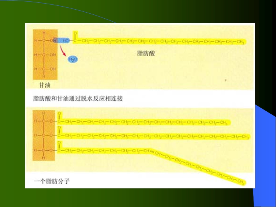 脂类碳水化合物.ppt_第3页