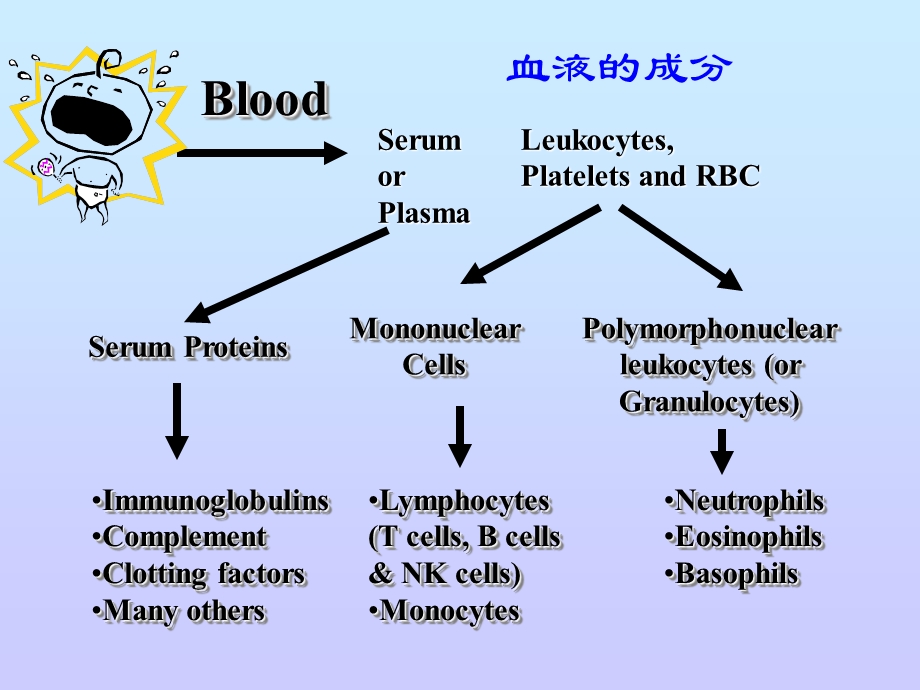 淋巴细胞库的发育.ppt_第3页