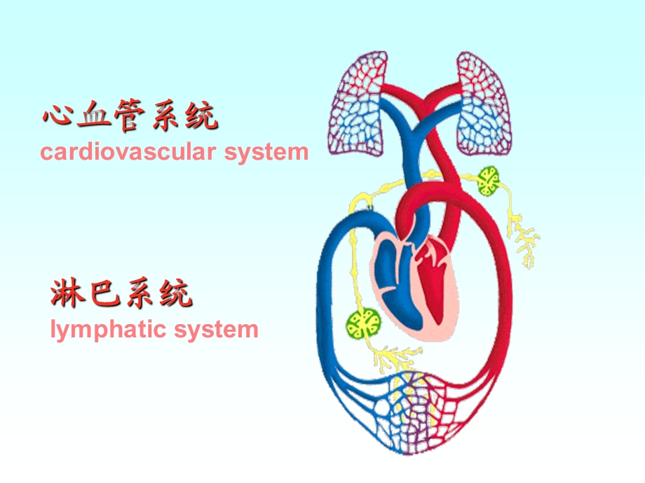 系统解剖-心血管系统心.ppt_第3页