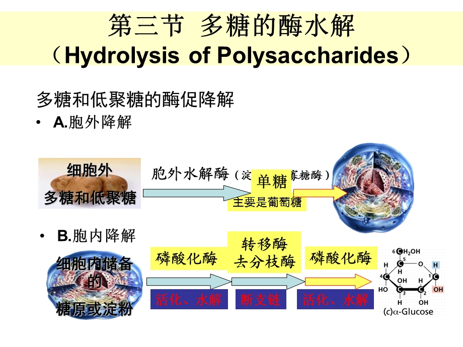 糖代谢江大生化食品.ppt_第1页