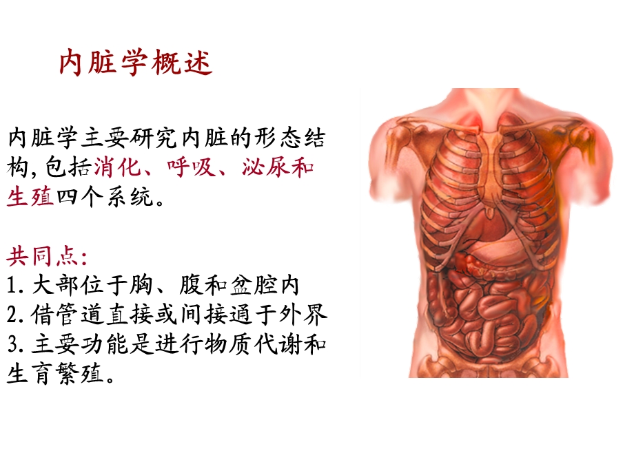 系统解剖学第3章消化系统.ppt_第3页