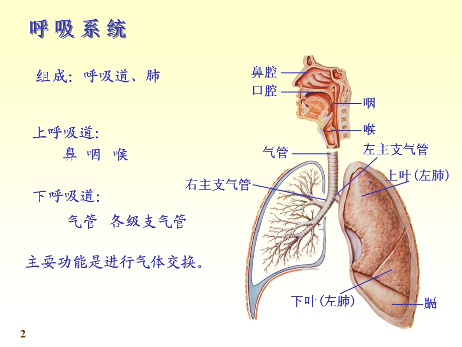 系统解剖学呼吸系统课件.ppt_第2页