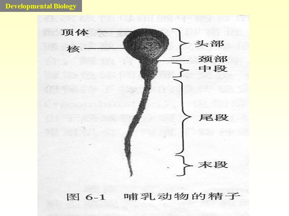 受精与生命的开始.ppt_第3页