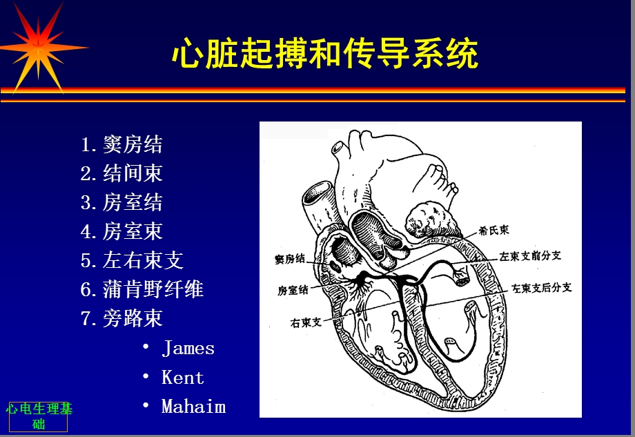 心脏电生理基础.ppt_第2页