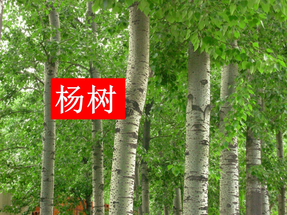 校园里的植物课件.ppt_第3页