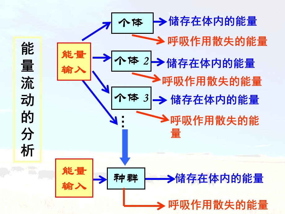 生态系统的能量传递定.ppt_第3页