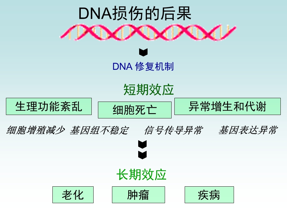 DNA的损伤、修复和突变.ppt_第3页