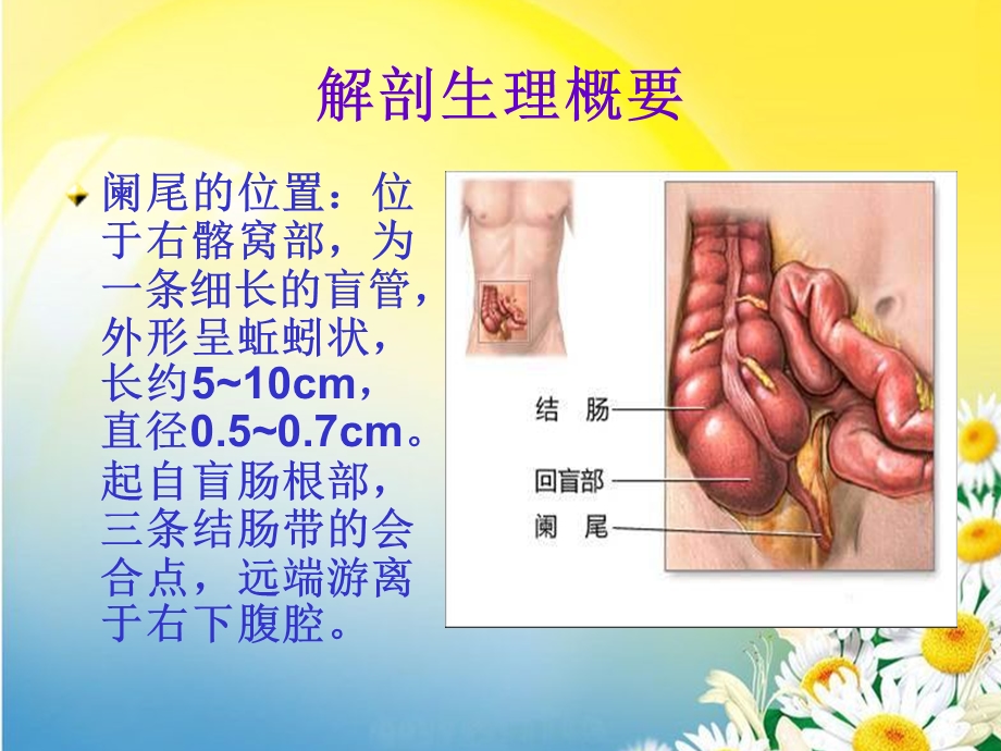 linlin325阑尾炎.ppt_第3页