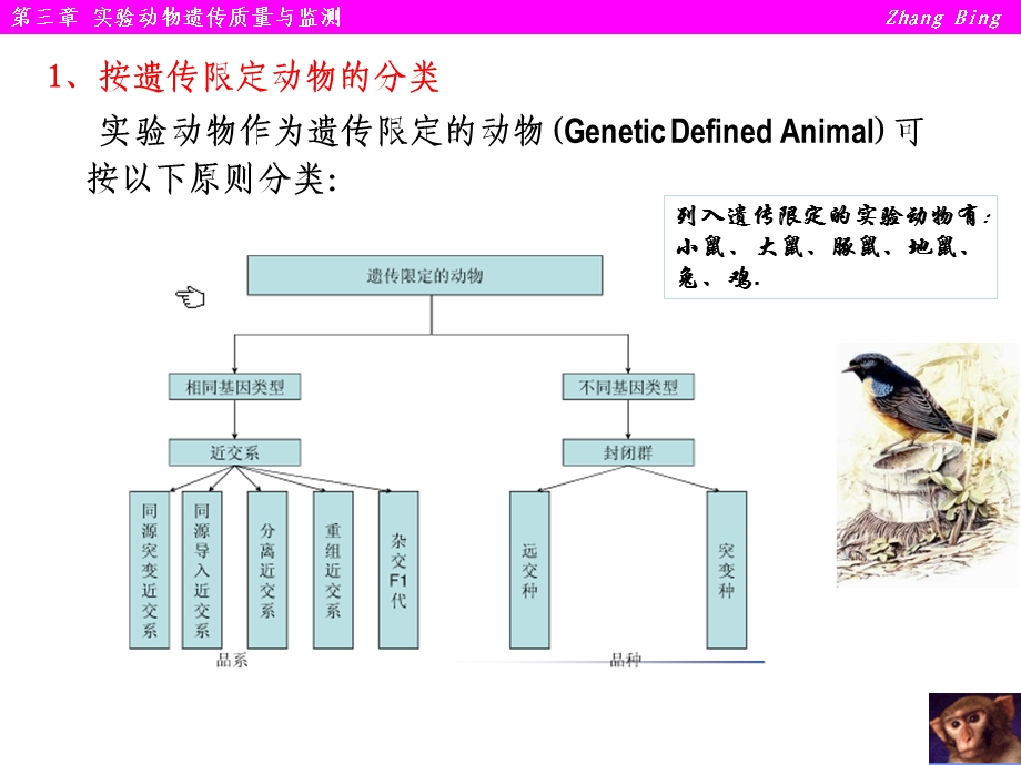 No3实验动物的遗传及质量控制.ppt_第3页