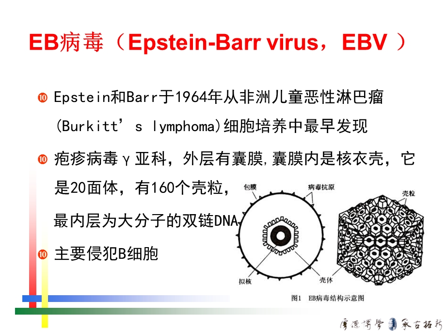 EB病毒感染相关疾病.ppt_第2页
