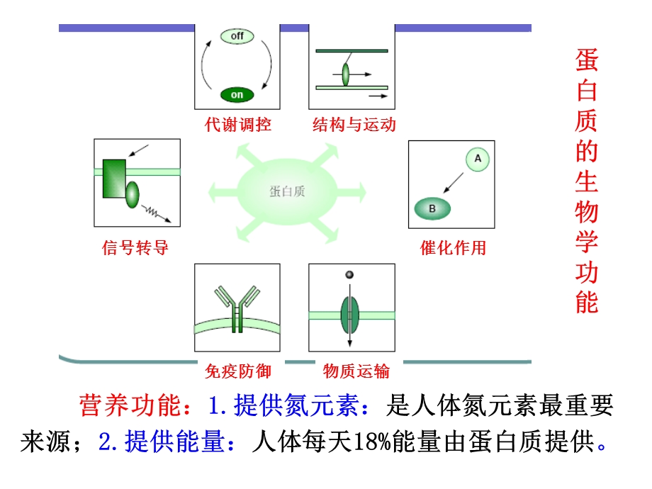 生化课件氨基酸代谢.ppt_第3页