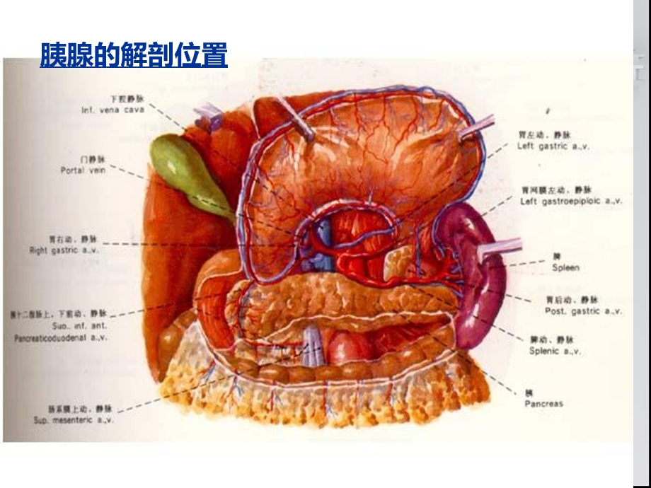 《急性胰腺炎护理》PPT课件.ppt_第3页