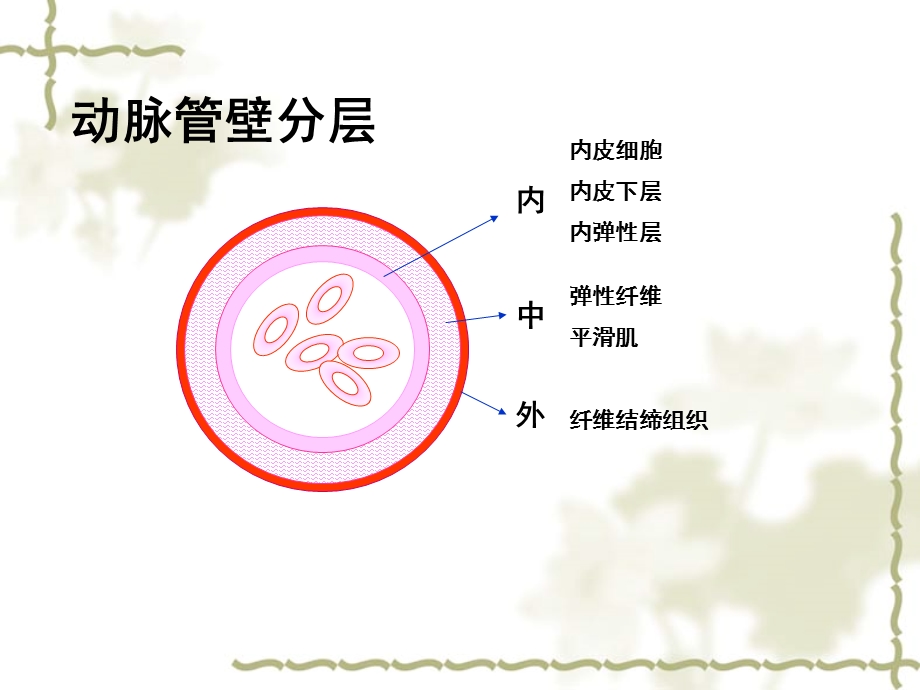 《动脉系统解剖》PPT课件.ppt_第3页