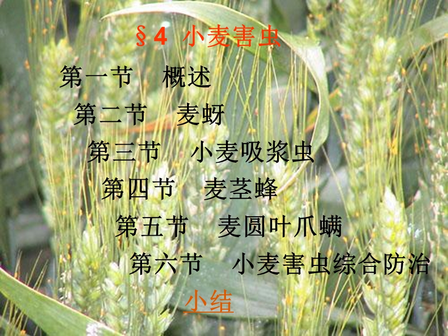 《小麦害虫》PPT课件.ppt_第2页