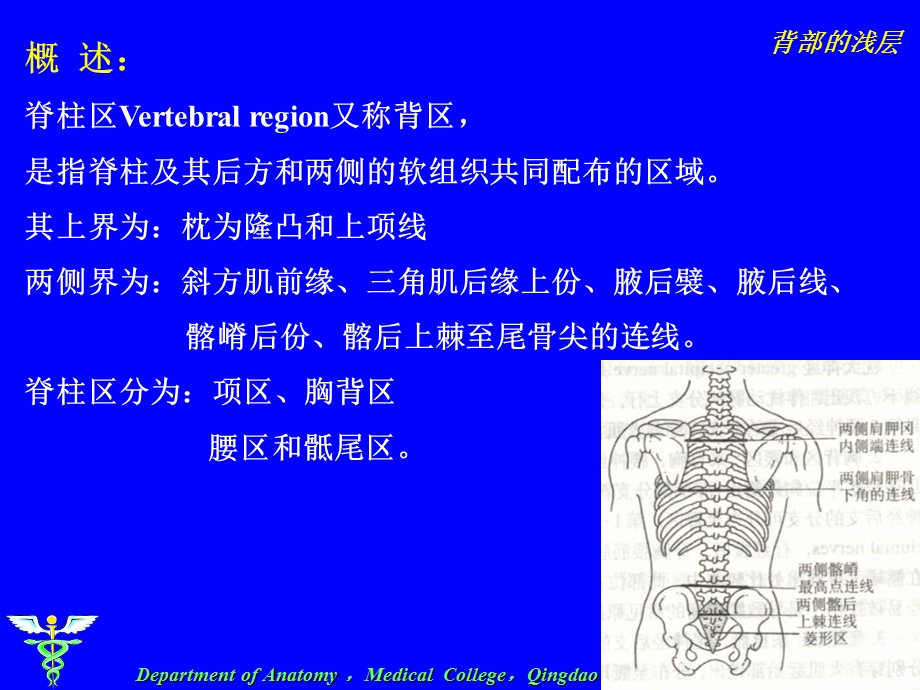 《单元背部浅层》PPT课件.ppt_第3页