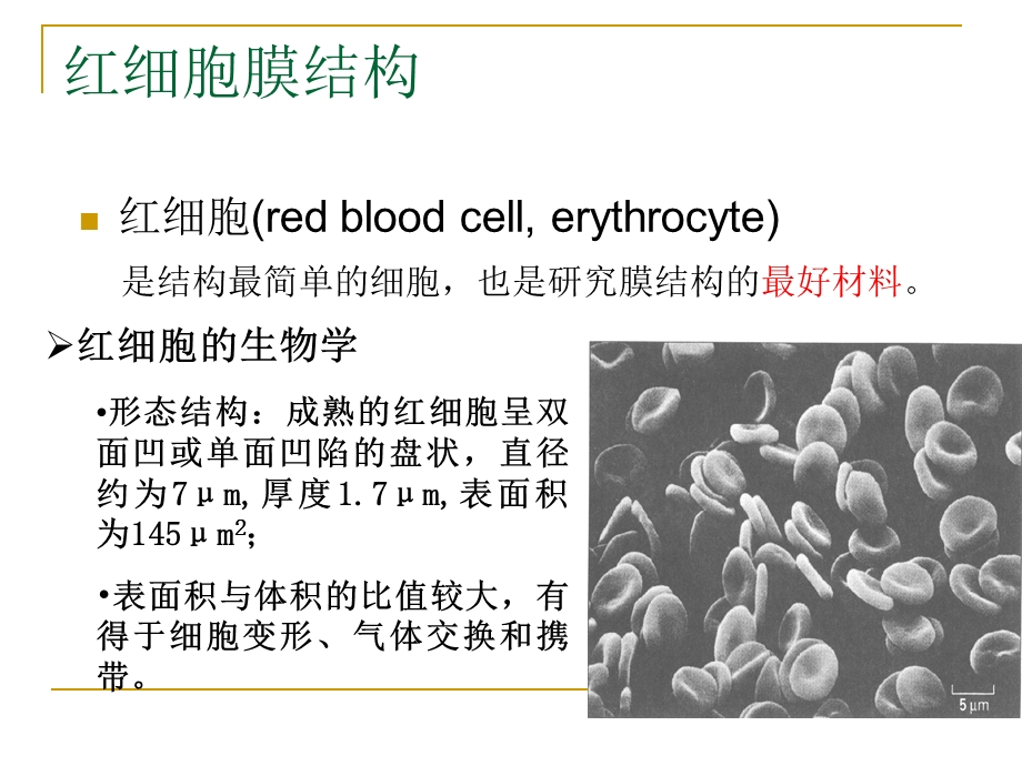 细胞膜补充一课ppt课件.ppt_第3页