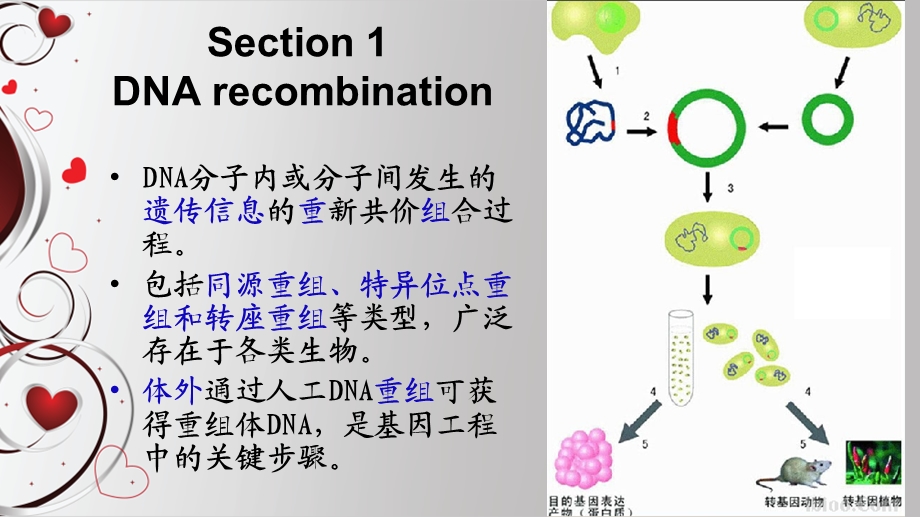 77细菌遗传学与基因工程.ppt_第3页