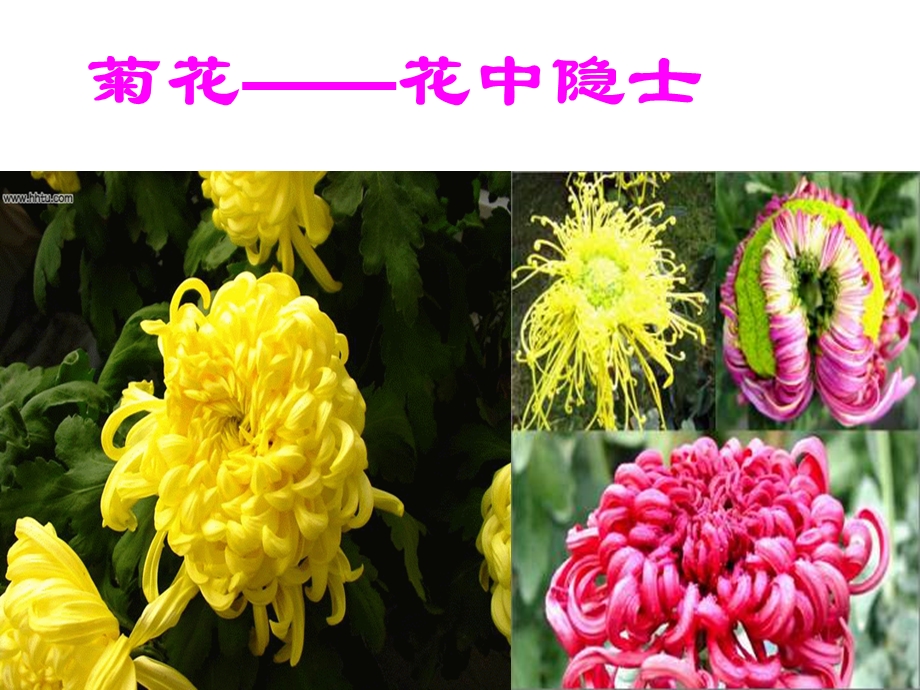 《开花与结果》PPT课件.ppt_第3页