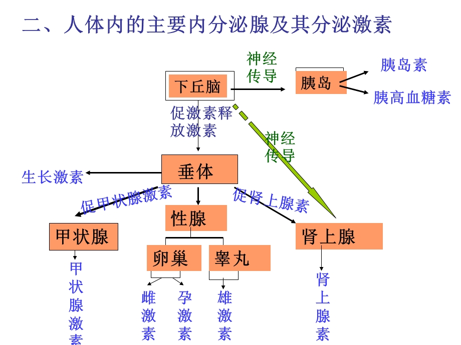 《体液调节复习》PPT课件.ppt_第3页