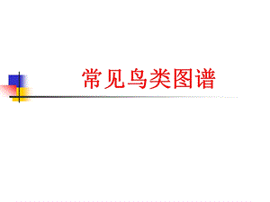 《常见鸟类图谱》PPT课件.ppt