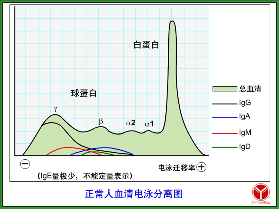 《医学免疫学IG》PPT课件.ppt_第2页