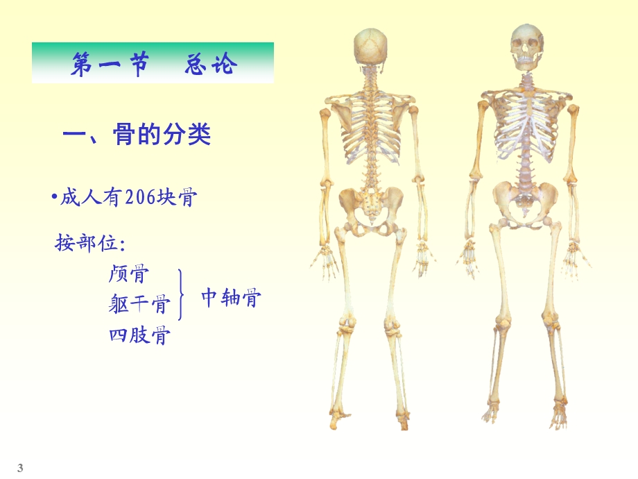 《人体解剖骨学》PPT课件.ppt_第3页