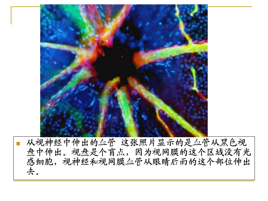 《人体显微照片》PPT课件.ppt_第3页