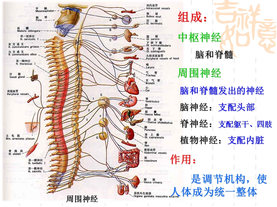 《婴幼儿神经系统》PPT课件.ppt_第3页