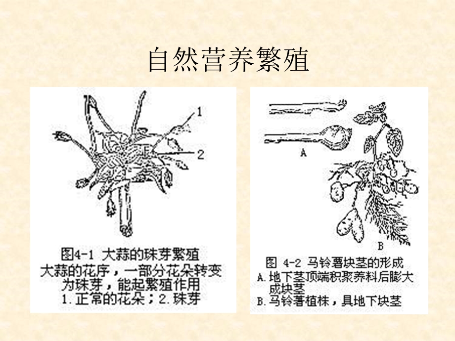 《种子植物的繁殖》PPT课件.ppt_第3页